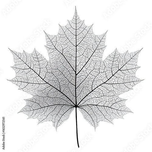 Black and white image showing the detailed skeleton structure of a maple leaf with prominent visible veins.