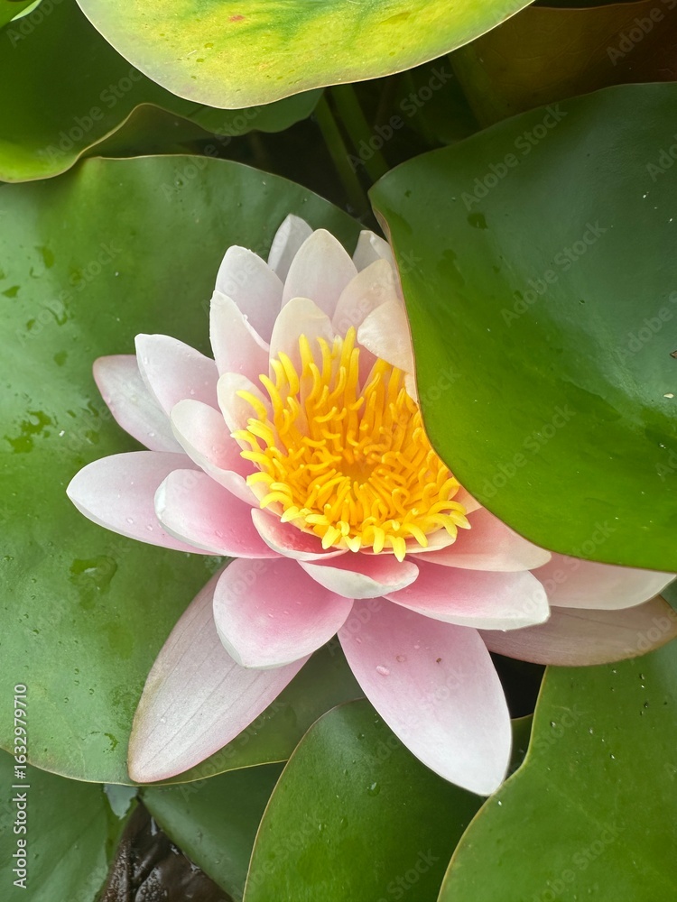 Φωτογραφία Pink and yellow water lily flower blooming next to large green leaves on pond surface