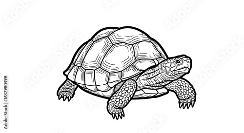 Elegant monochrome tortoise drawing with detailed shell and lifelike features.