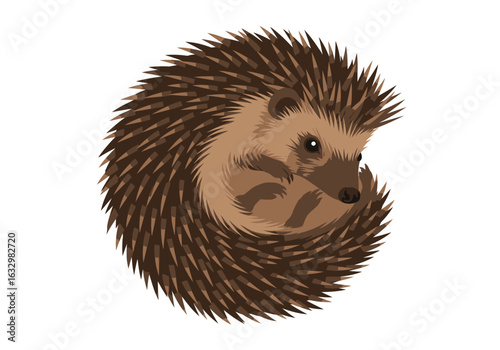 Curled-up Hedgehog with Brown Spines and Tan Underbelly Illustration