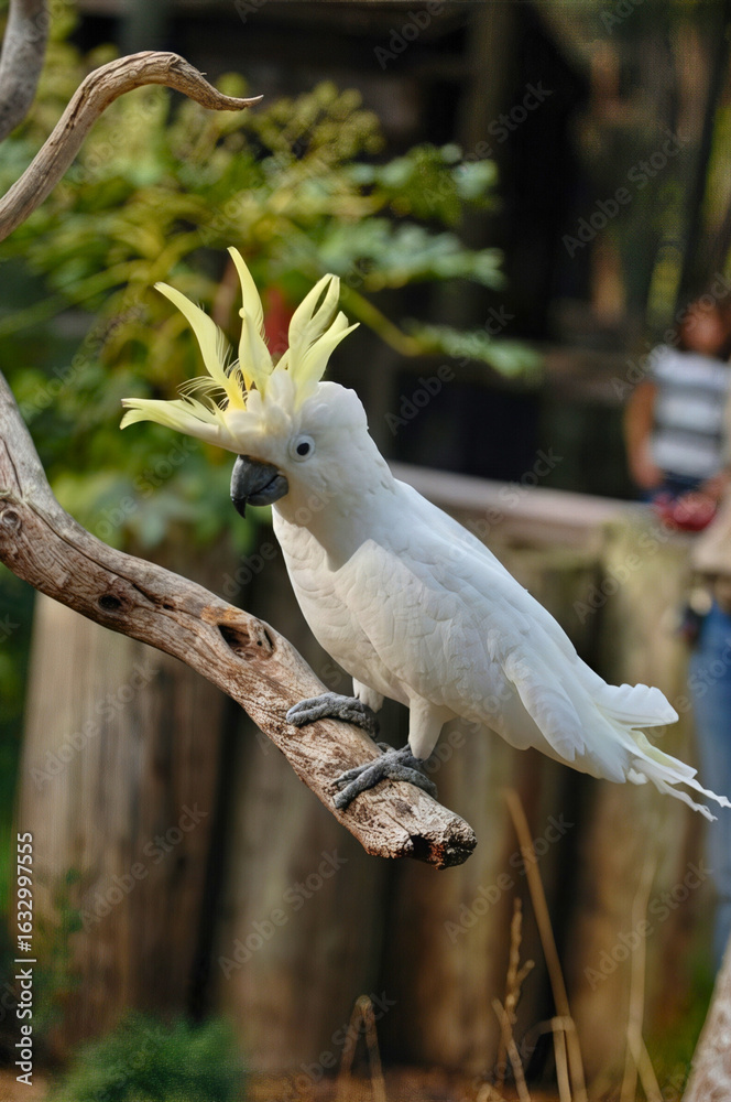 Fototapeta premium Sulphur-crested Cockatoo with Raised Crest