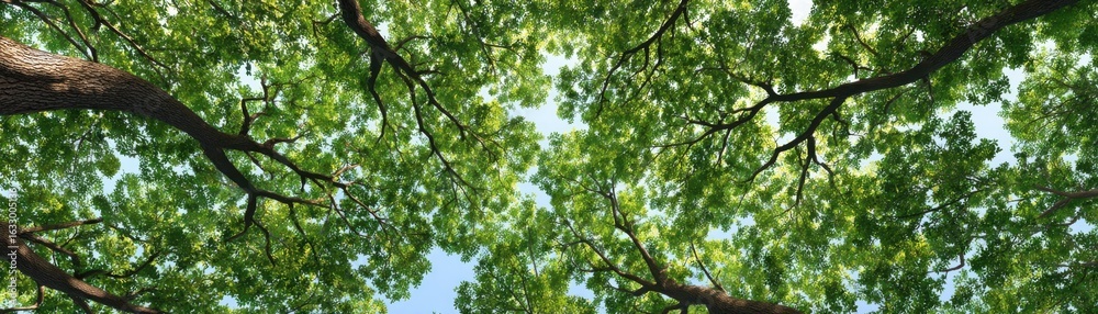 Obraz premium A vibrant view of a leafy canopy, showcasing lush green foliage and branches against a bright sky.