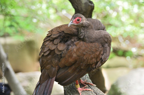 ベトナムキジ（コサンケイ）のメス