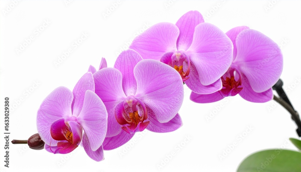Fototapeta premium Close-up of three vibrant pink orchids against a white background.