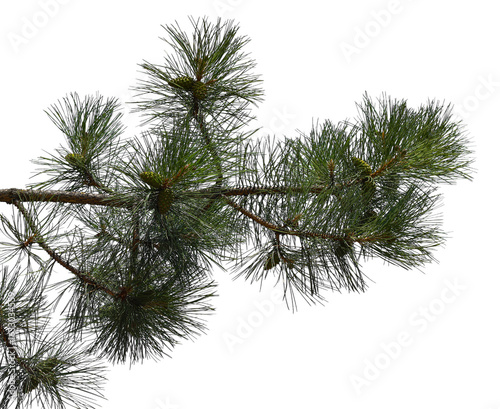 Photo of a pine branch on a transparent background