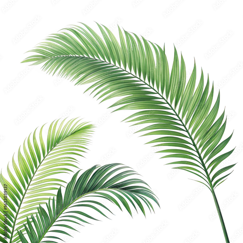 Fototapeta premium Green palm fronds isolated on transparent background