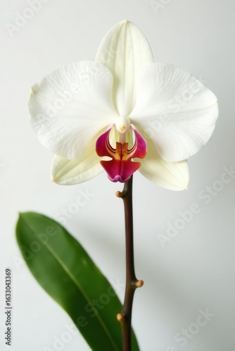 Single vanilla orchid with developing seed pods, white backdrop, vanilla bean, bloom, development
