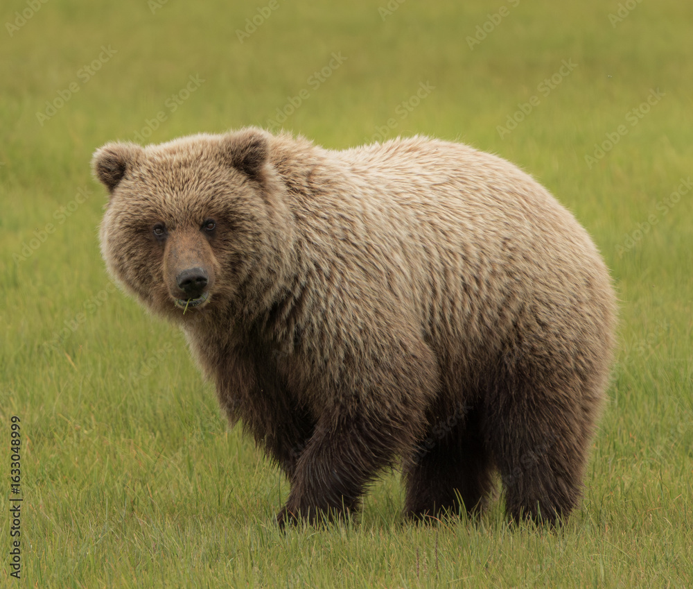 Fototapeta premium Brown Bear in Sedge Grass