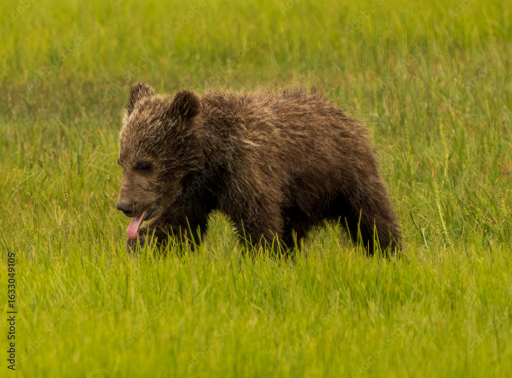 Fototapeta premium Brown Bear in Sedge Grass