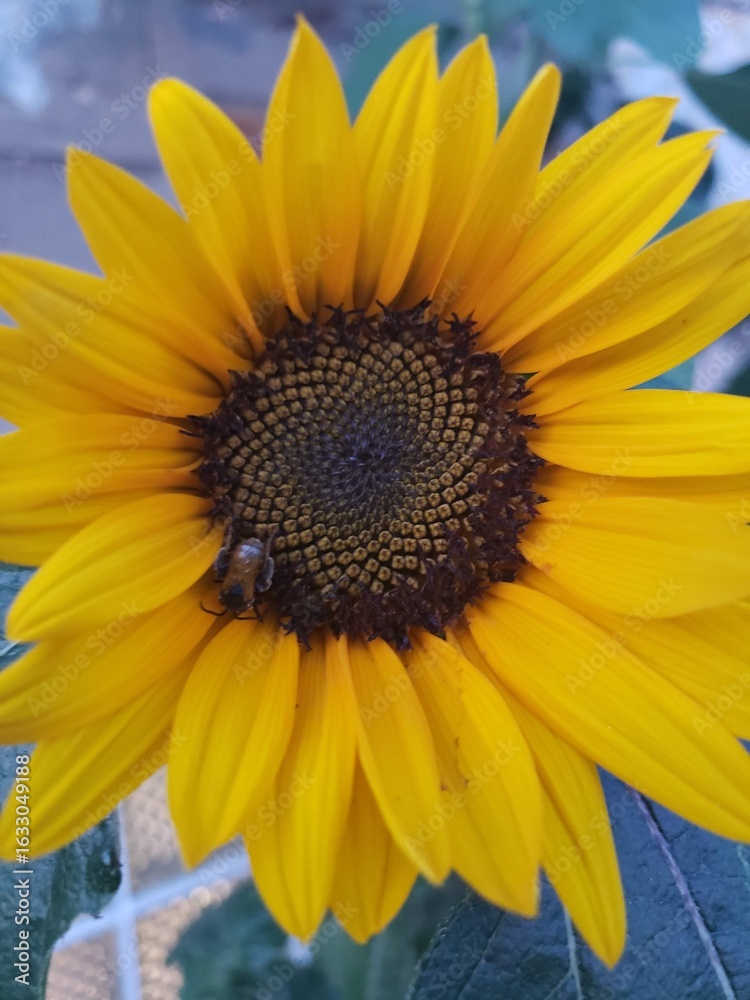 Obraz premium sunflower and bee