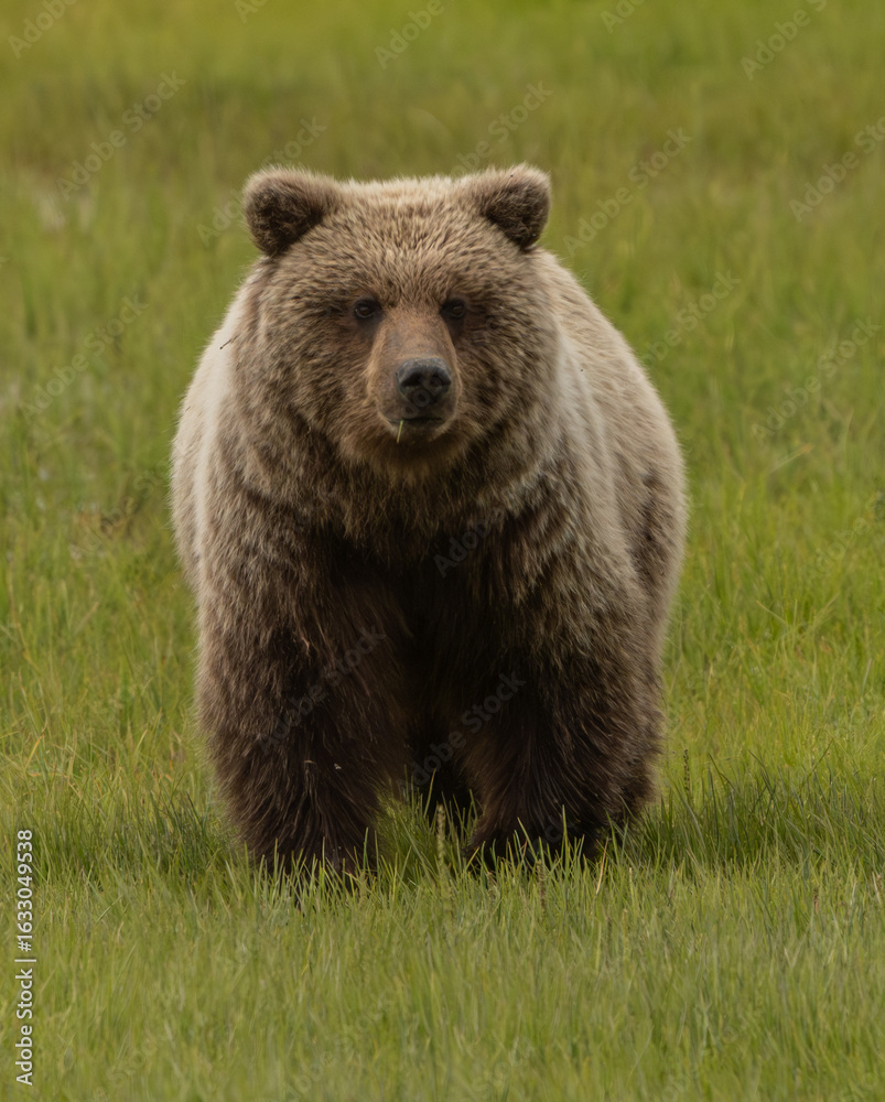 Fototapeta premium Brown Bear in Sedge Grass