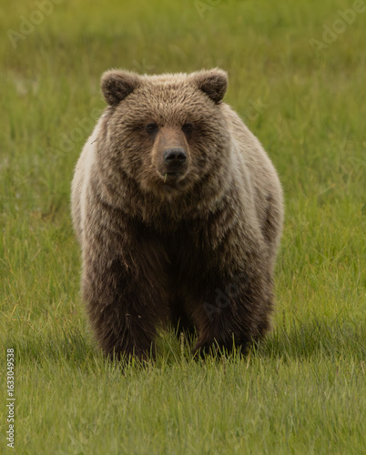 Brown Bear in Sedge Grass