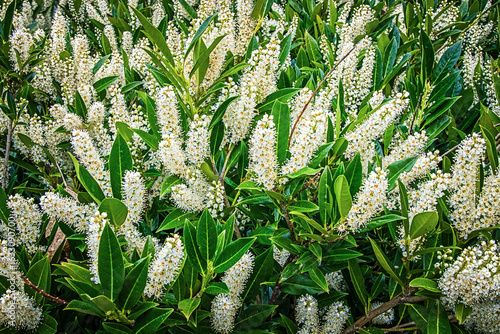 Cherry laurel blossoms in the spring