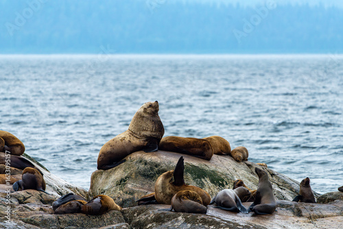 Stellar Sea Lions
