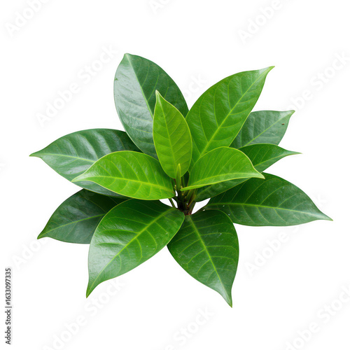 Wallpaper Mural Top view of a young plant with green leaves, isolated on transparent background Torontodigital.ca