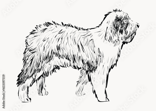 Old English Sheepdog animal illustration vector