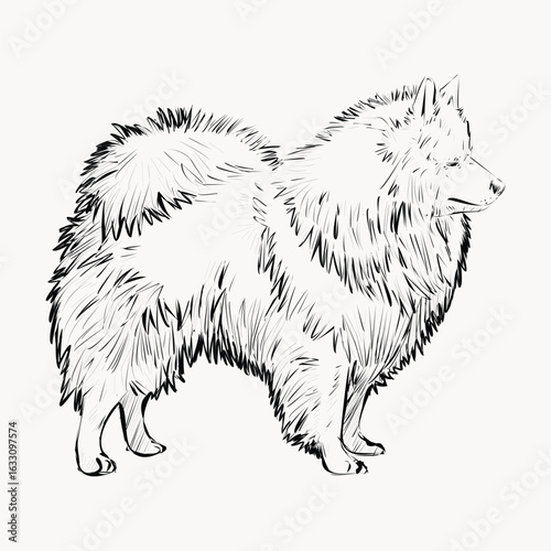 Spitz dog animal illustration vector