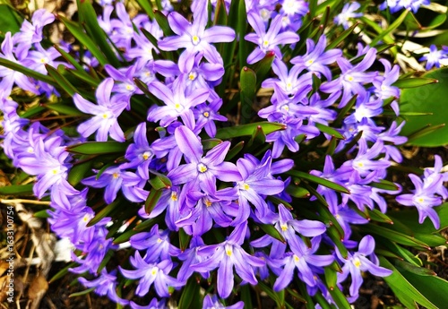 violet flowers in the garden