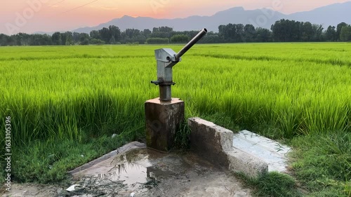Manual Hand Pump in Lush Green Paddy Field During Sunset