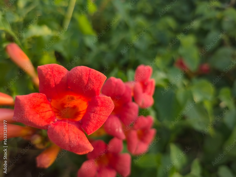 red hibiscus flower red hibiscus flower