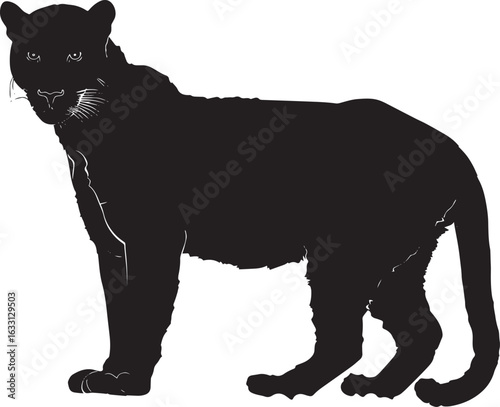 A black panther standing in a white background.