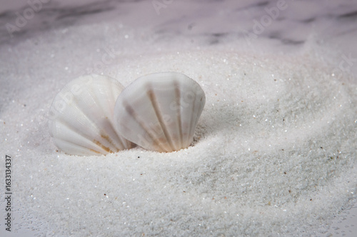 two white shells and white sand
