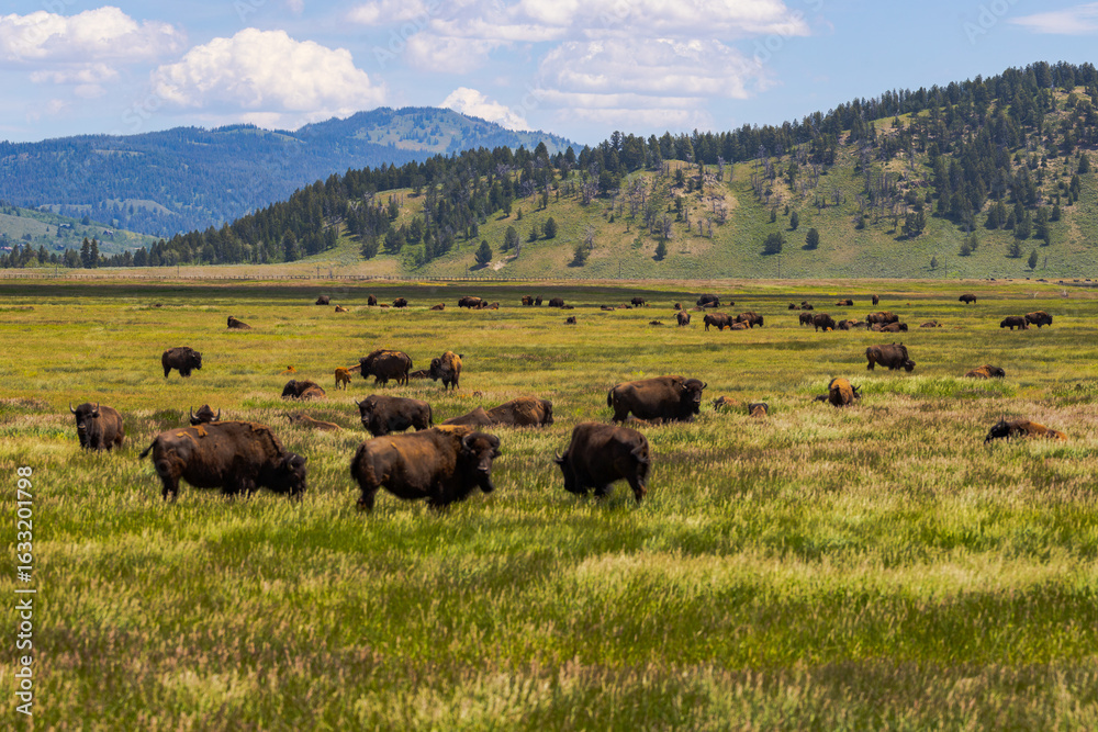 Fototapeta premium Herd of bison in Grand Teton National Park