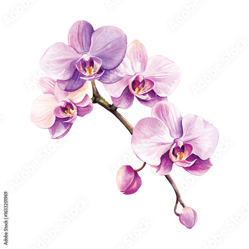 Watercolor Orchid Flowers Vector Illustration with Branch and Buds on Transparent Background 