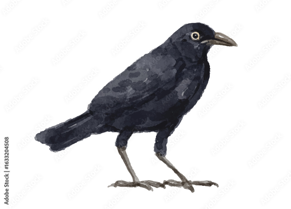 Fototapeta premium Watercolor crow isolated on white background