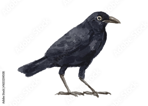 Watercolor crow isolated on white background