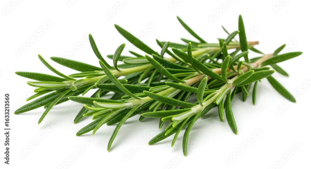 Fresh Rosemary Sprigs on White Background: Culinary Herb Detail Fresh Rosemary Sprigs on White Background: Culinary Herb Detail