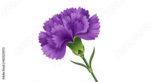 Elegant violet carnation flower illustration. A single beautiful floral blossom with a green stem, isolated on a white background.