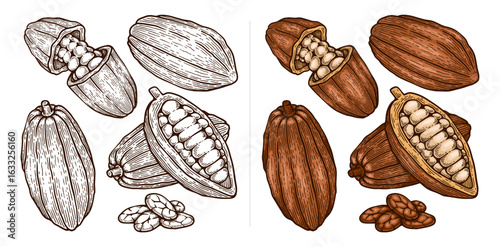 Set of Hand Drawn Cacao Illustration. Cacao Engraving Line Art Vector Collection