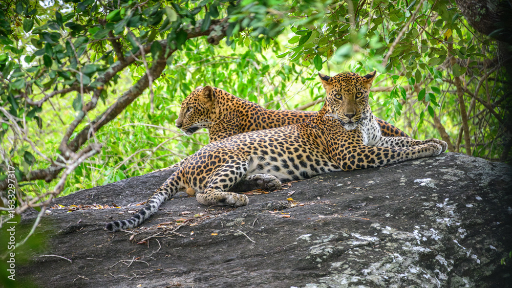 Fototapeta Two leopards rest on a rock at Yala National Park, Sri Lanka. One leopard stares at the camera while the other looks away into the forest