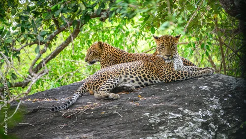 Fototapeta samoprzylepna Two leopards rest on a rock at Yala National Park, Sri Lanka. One leopard stares at the camera while the other looks away into the forest