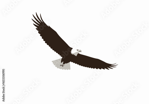 A bald eagle soars with wings spread featuring distinct white head