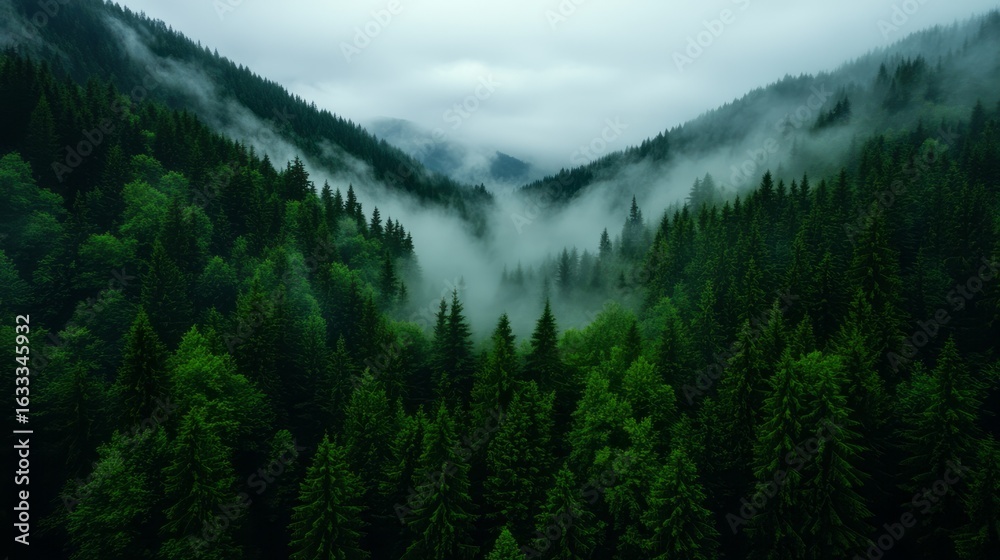 Fototapeta premium Serene Misty Forest Landscape Surrounded by Lush Green Pine Trees Under Cloudy Sky