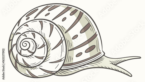 Detailed snail illustration with shell pattern for biology education and nature themed designs art drawing