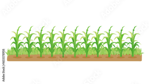 Illustration of a corn field agriculture farming harvest crops maize plants rural landscape and farm land
