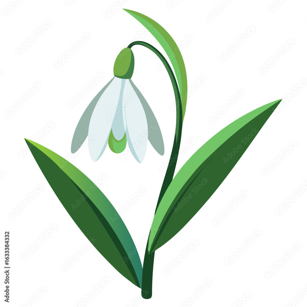 Obraz premium Delicate white snowdrop flower with green leaves and stem