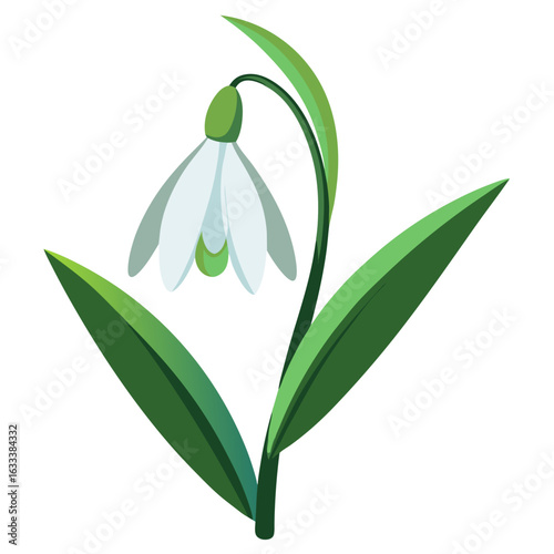 Delicate white snowdrop flower with green leaves and stem