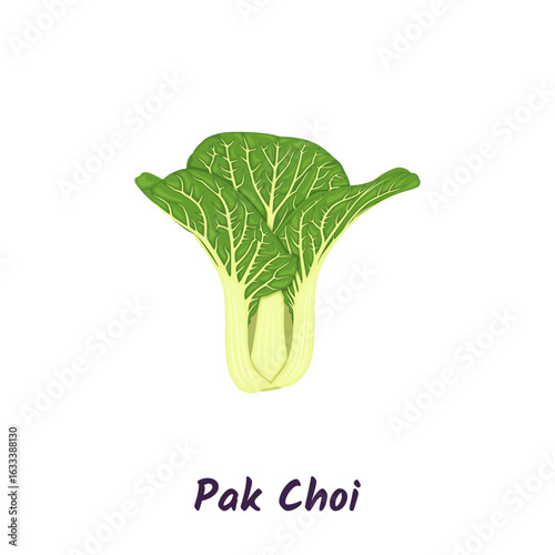 Pak choi cabbage or chinese cabbage vector illustration.