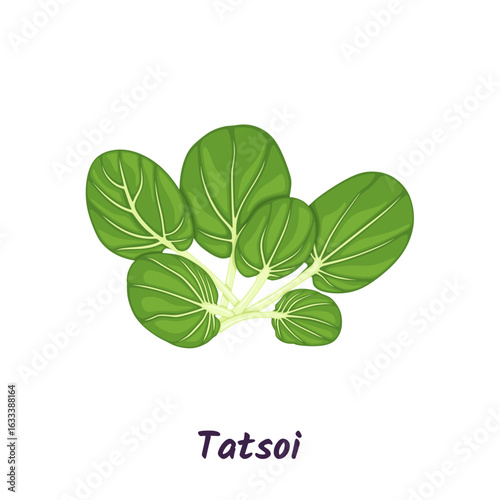 Tatsoi or tat choy salad vector illustration.