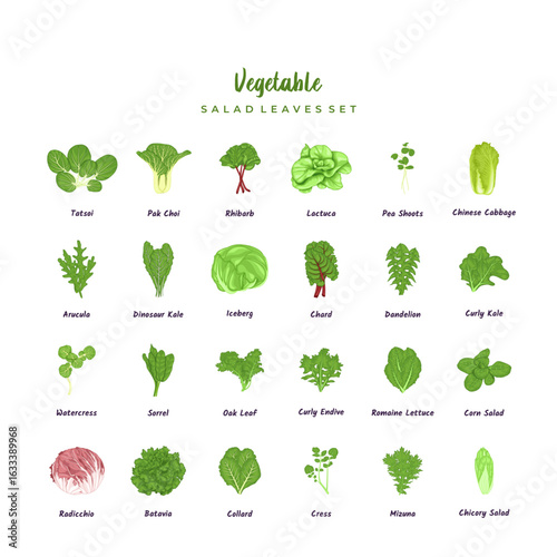 Salad leaves set. Pea shoots, watercress, dandelion, arucula, mizuna, iceberg and collard. Tatsoi, romaine lettuce, rhubarb, kale, lactuca, radicchio, pak choi, oak leaf, batavia and chard salad.