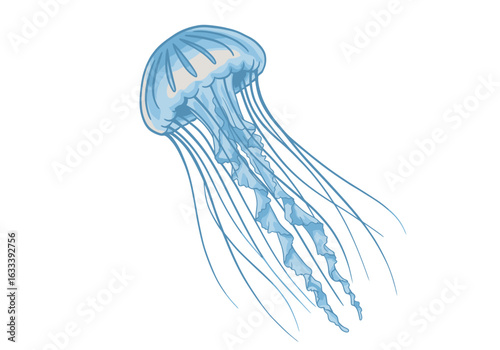 Elegant light blue jellyfish illustration with delicate, flowing tentacles and a detailed bell.