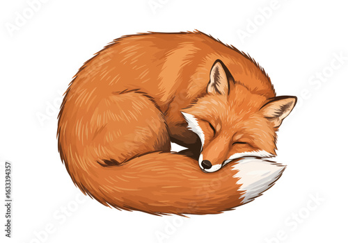 Stylized illustration of a cute sleeping red fox curled up in a ball, with a fluffy white-tipped tail.