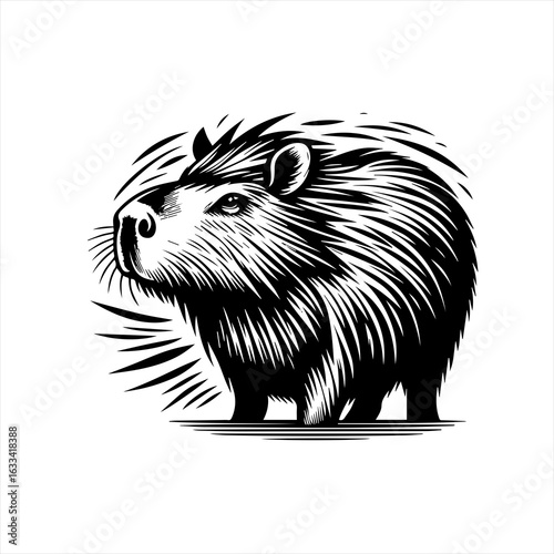 Capybara illustration isolated on white background