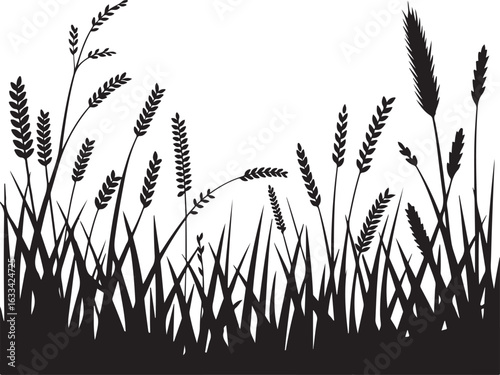 ears of wheat