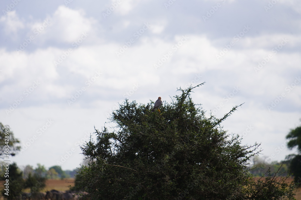Obraz premium Daytime Safari Landscapes in the Serengeti