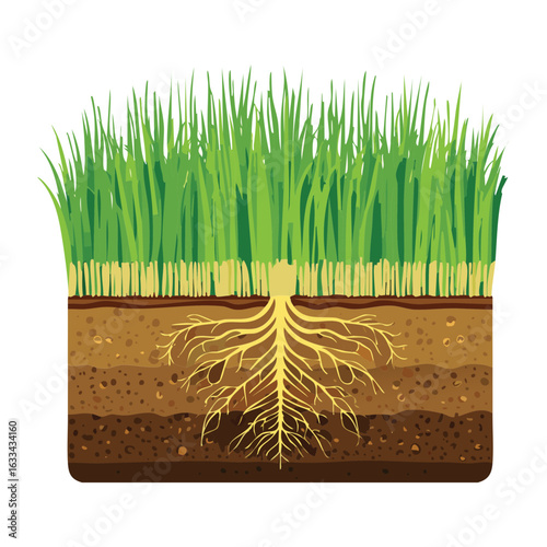 Healthy Grass Plant with a Strong Root System